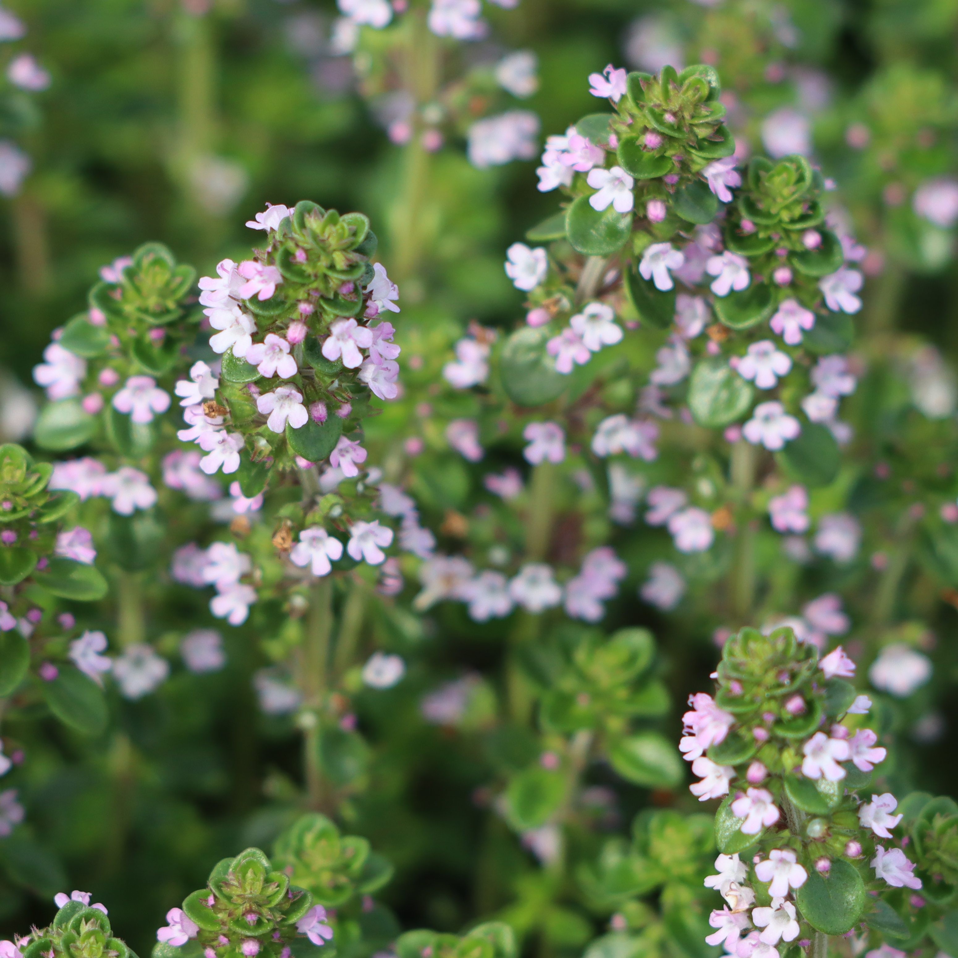 Thyme Compact